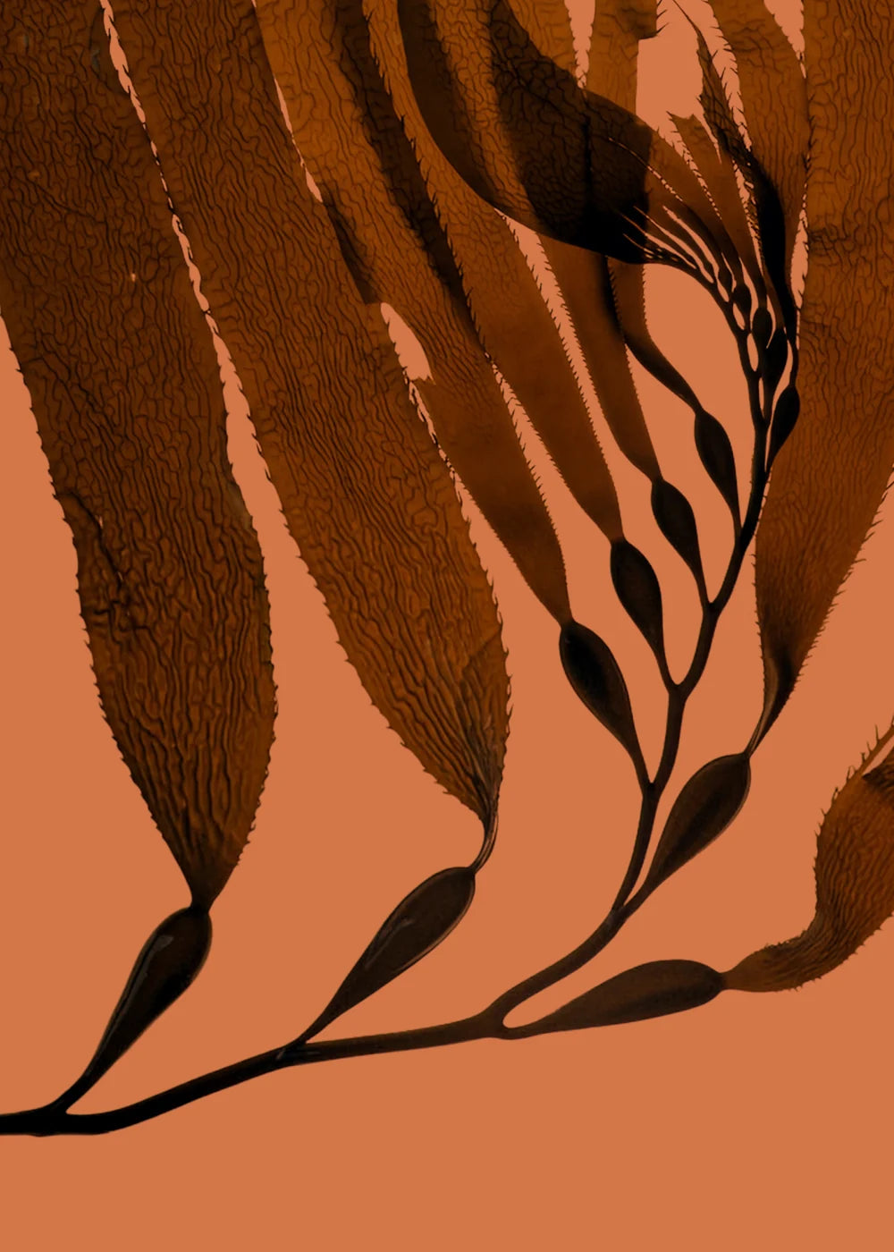 Seaweed fronds