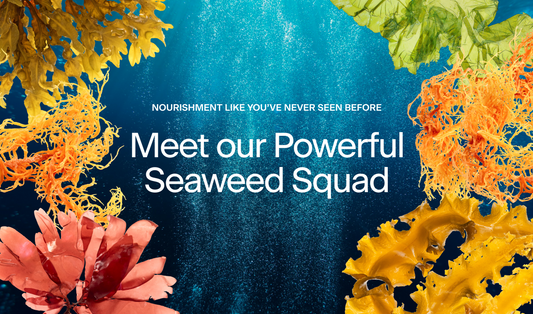 Our Seaweed Squad: The Species Behind our Proprietary Blend.
