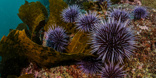 Urchins, Seaweed, & Intertidal Ecosystems: Thoughtful Foraging with Rootless