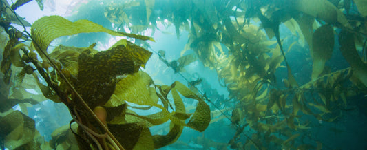 Seaweed Benefits!