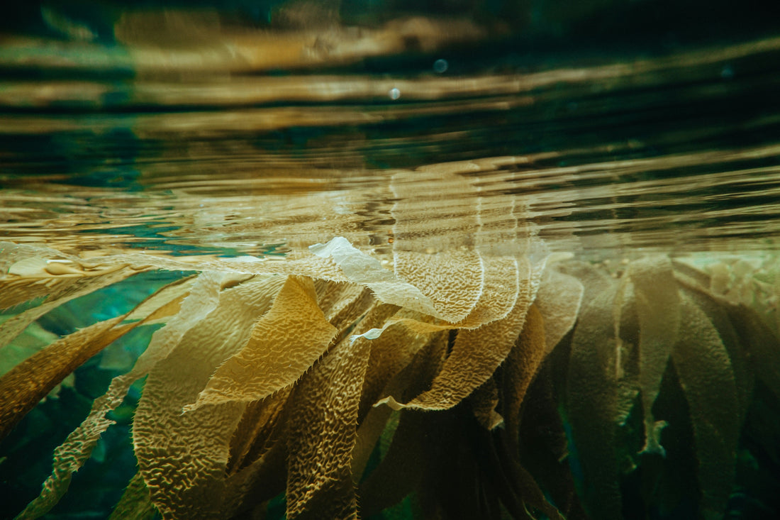 How & Why to Eat Seaweed Daily: From Simple to Adventurous