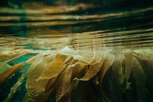 How & Why to Eat Seaweed Daily: From Simple to Adventurous